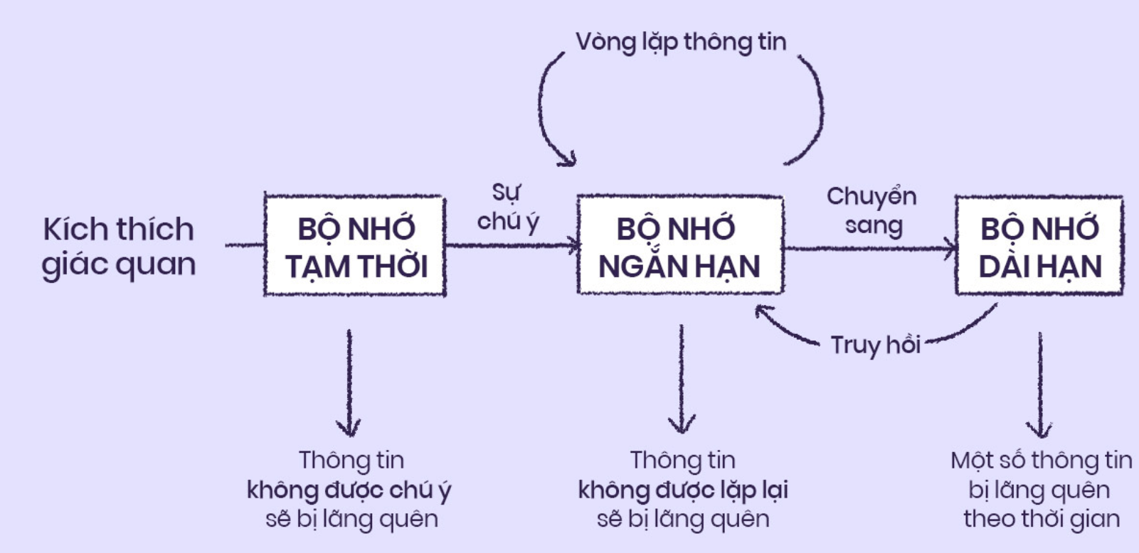 Mô hình bộ nhớ Atkinson-Shiffrin