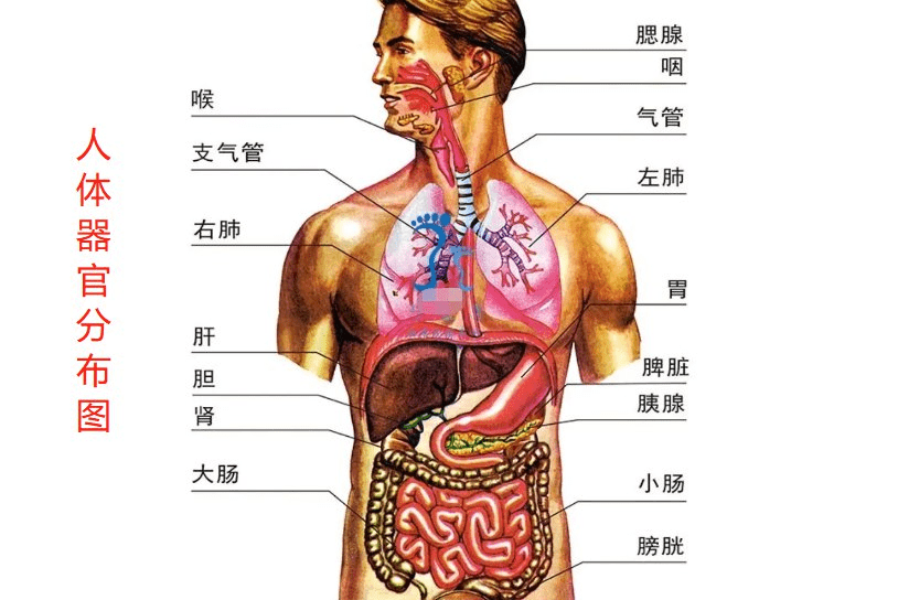 Tiếng Trung chủ đề bộ phận cơ thể bên trong - Nội tạng
