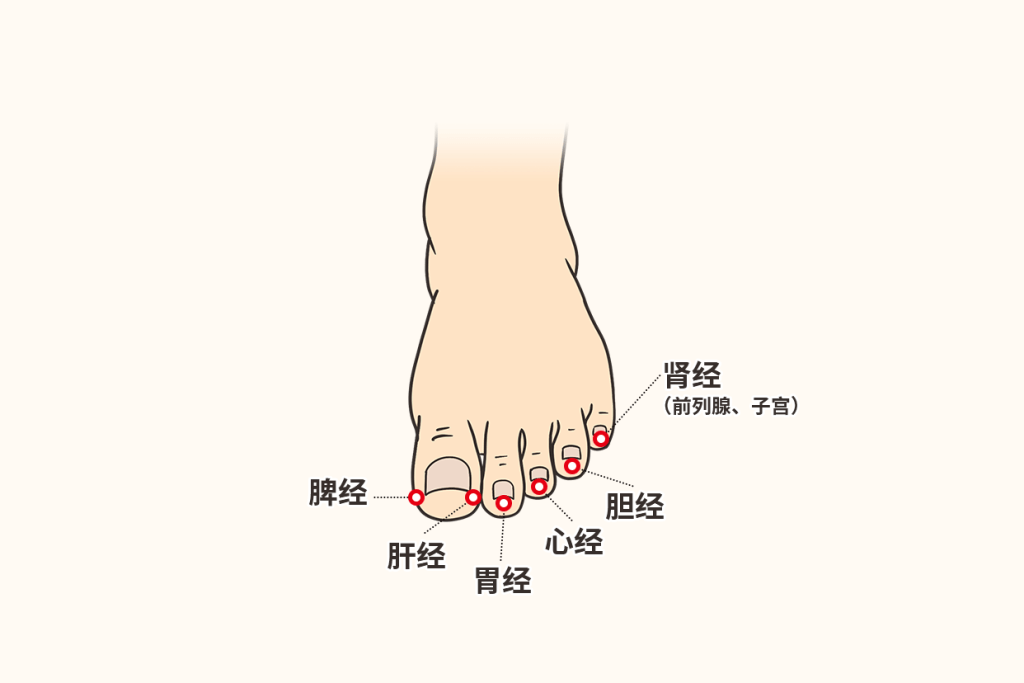 Từ vựng tiếng Trung về các ngón chân và kinh mạch ở các ngón chân